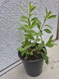 Insulin plant