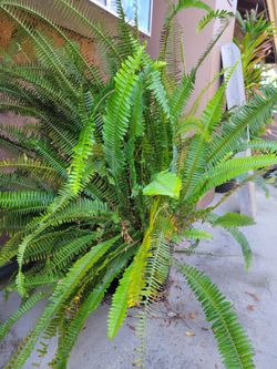 Plants
