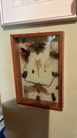 Vintage   Reel   Bug  Taxidermy  Display  Framed  Box Art 11 X 9  Bugs 