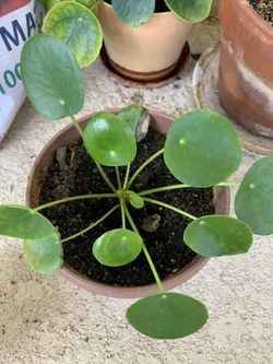 Pilea Peperomioides - Chinese Money Plant