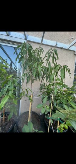 Large Mature 8 feet Maha Chanook Thai Mango fruit plant tree in 25 gallon pot