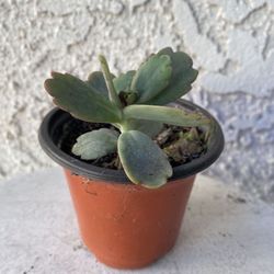 3 Inch Pot Succulent Plant - Kalanchoe Fedtschenkoi - Lavender Scallops - Rooted & Established - Drought Resistant - 🪴