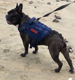 Heavy Duty Dog Harness