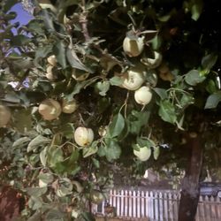 Sweet green apples