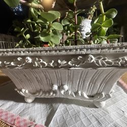 Real Succulents Plant Table Decor 