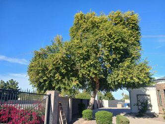 Affordable tree