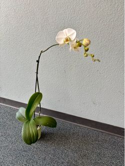 Extra Tall White Orchid