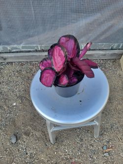 Calathea Plant 6" Nursery Pot