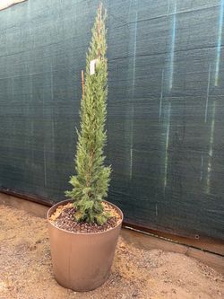 Cypress Tree – Healthy & Ready to Plant