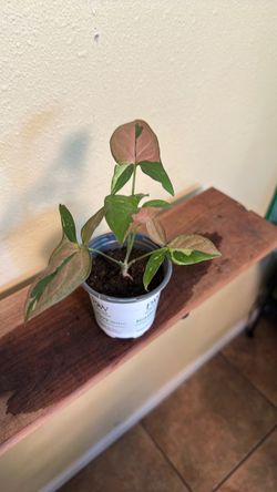 Syngonium tricolor