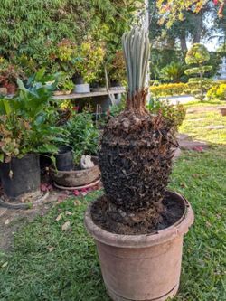 Sago Palm Tree