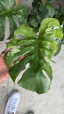 Monster Mint