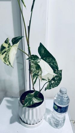 Syngonium Albo