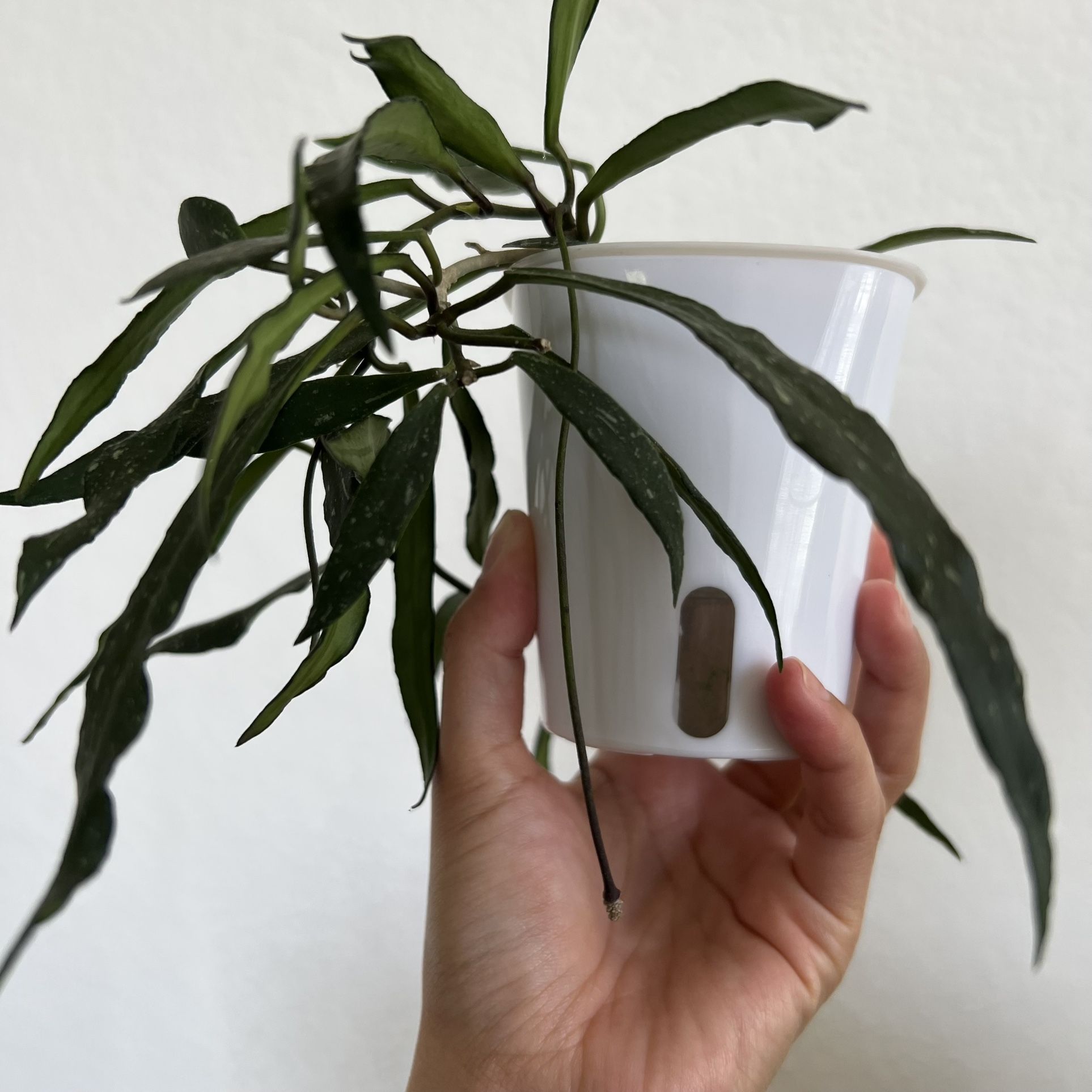 Epipremnum pinnatum Marble for Sale in Irvine, CA - OfferUp