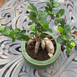 Bonsai Plant 