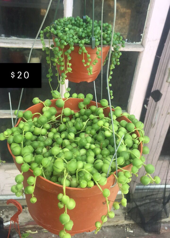 Lush String of Pearls Succulent Plant