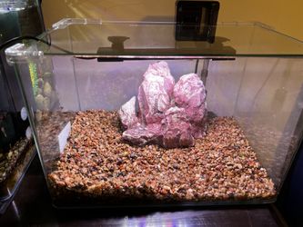 8 Gallon Rimless Perfect Fish Tank Set!