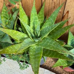 Aloe Maculata Succulents (8 Available)