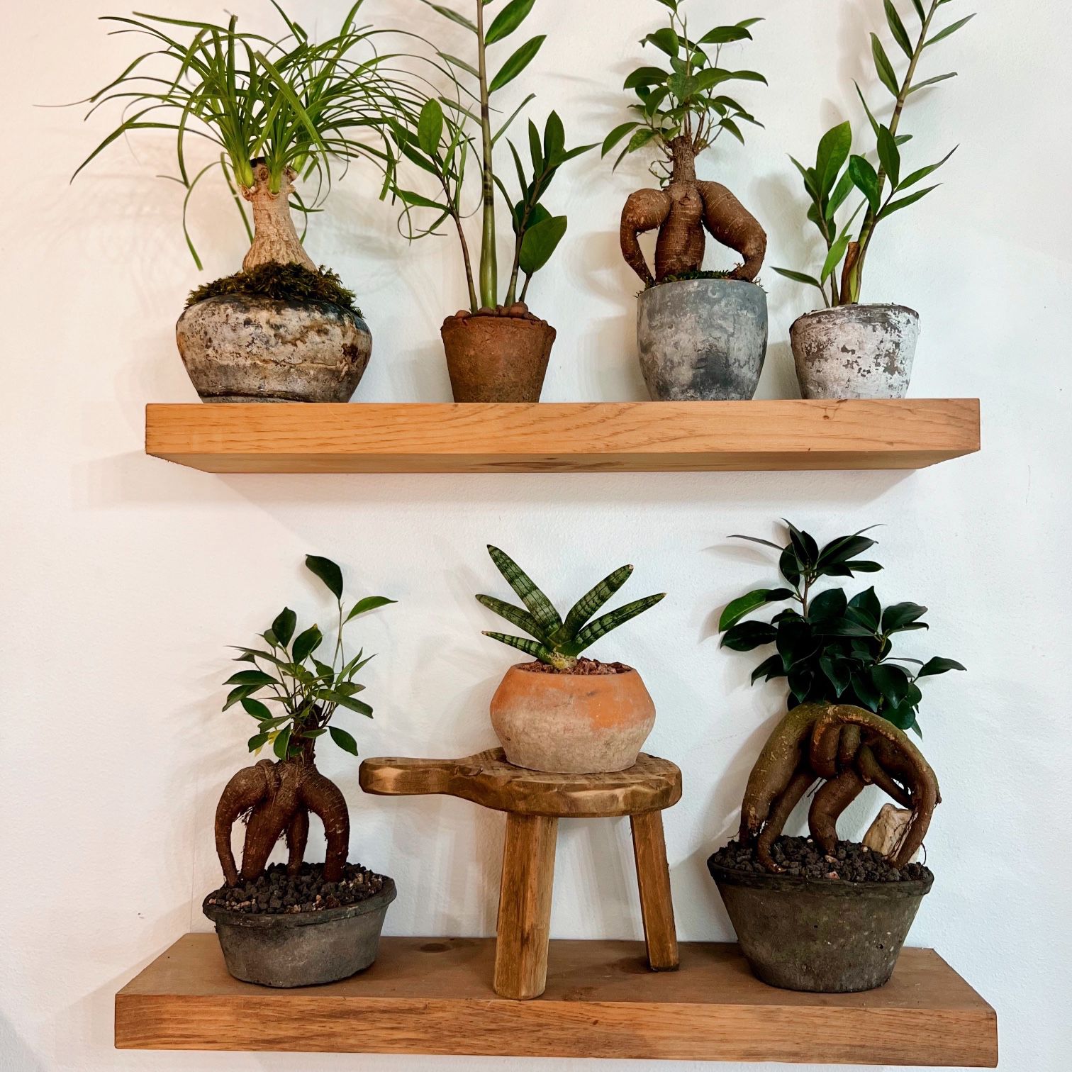 Unique Boutique Rare Plants in Vintage Handmade TerraCotta Pots