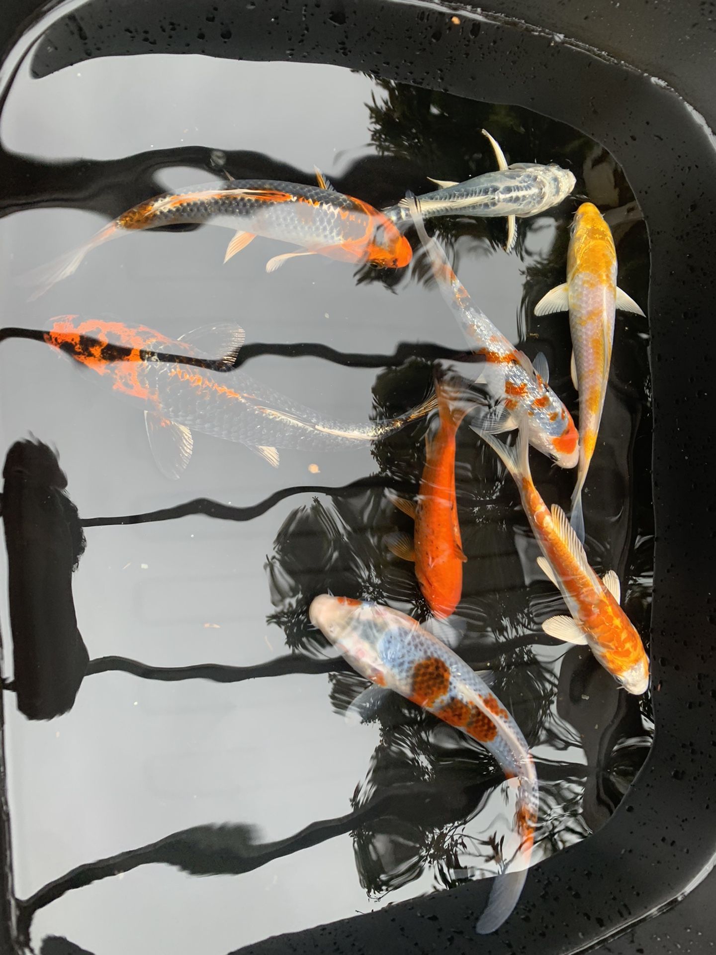 Koi Pond Decoration