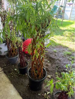 Bamboo plants