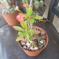 Corona De Cristo And Two Succulents Flowers 