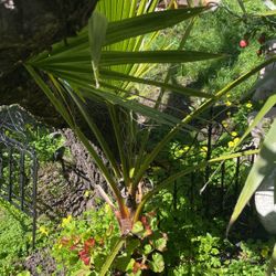 Windmill Palm Tree 7”