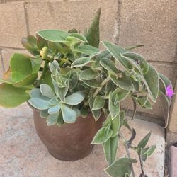 Decoration Suculents Plants Mix 