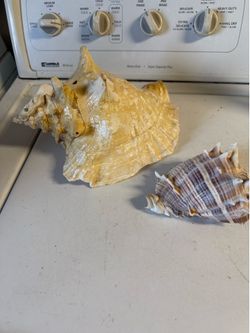 2 Conch Shell Shells BOTH FOR