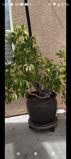 Beautiful, established Sheffalera plant