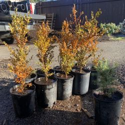 Wholesale Tree and Bush Super Sale!!!