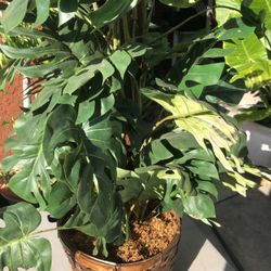 Faux Green Plant. 36” in Height.
