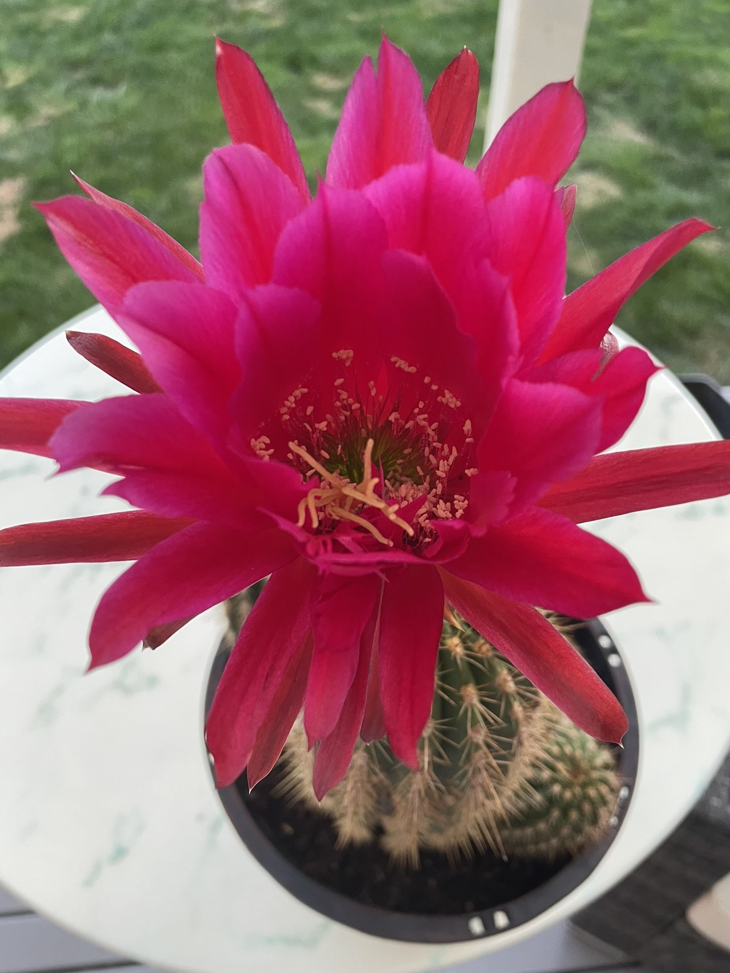 Echinopsis Cactus ‘Echinopsis oxygona’ (Outdoor & Indoor Live Plant) 