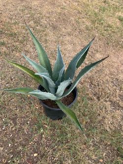 Green And Black Agave Plant