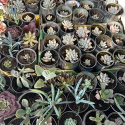 Succulents $1