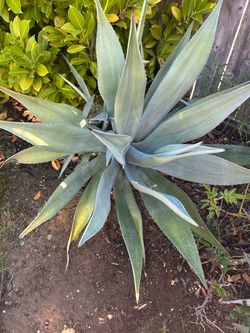 Blue agave