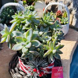 Succulents In Basket Hat