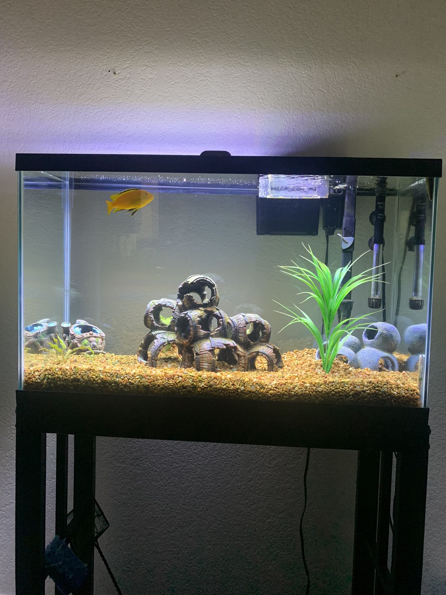 Complete Fish Tank 