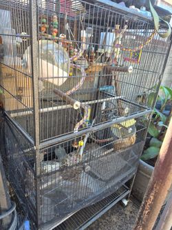 Huge bird cage