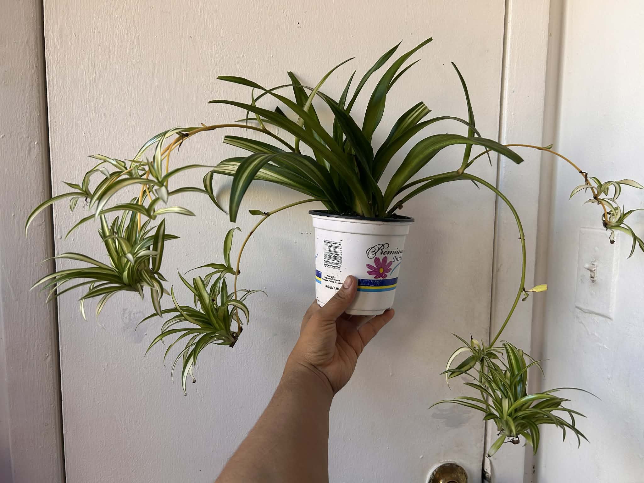 Spider Plant