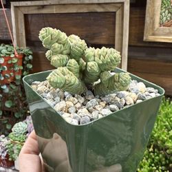 Crassula columella 4”
