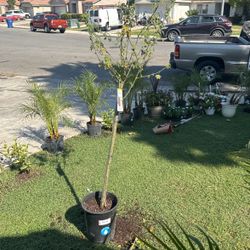 Purple, I heard flower tree