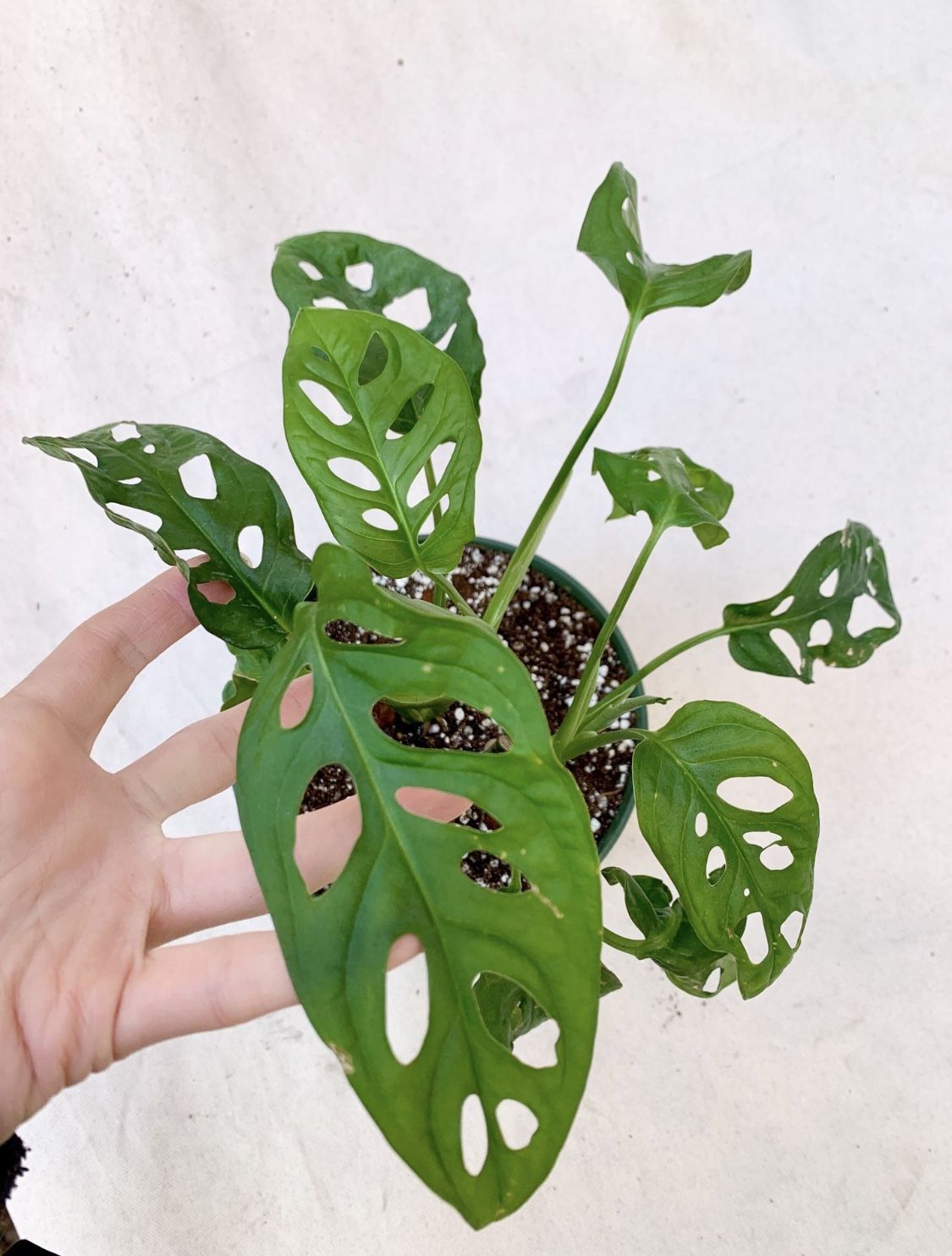 Super rare Monstera Adansonii Narrow