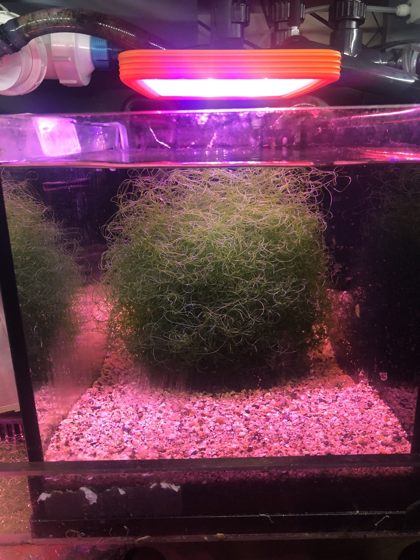 Clean Chaeto Macro Algea Chaetomorpha