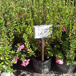 Azalea