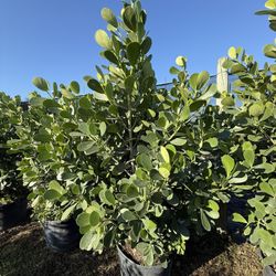 Spectacular 25 Gallon Clusia Plants, 6 Feet Tall