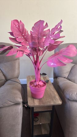 Pink Decorative Plant