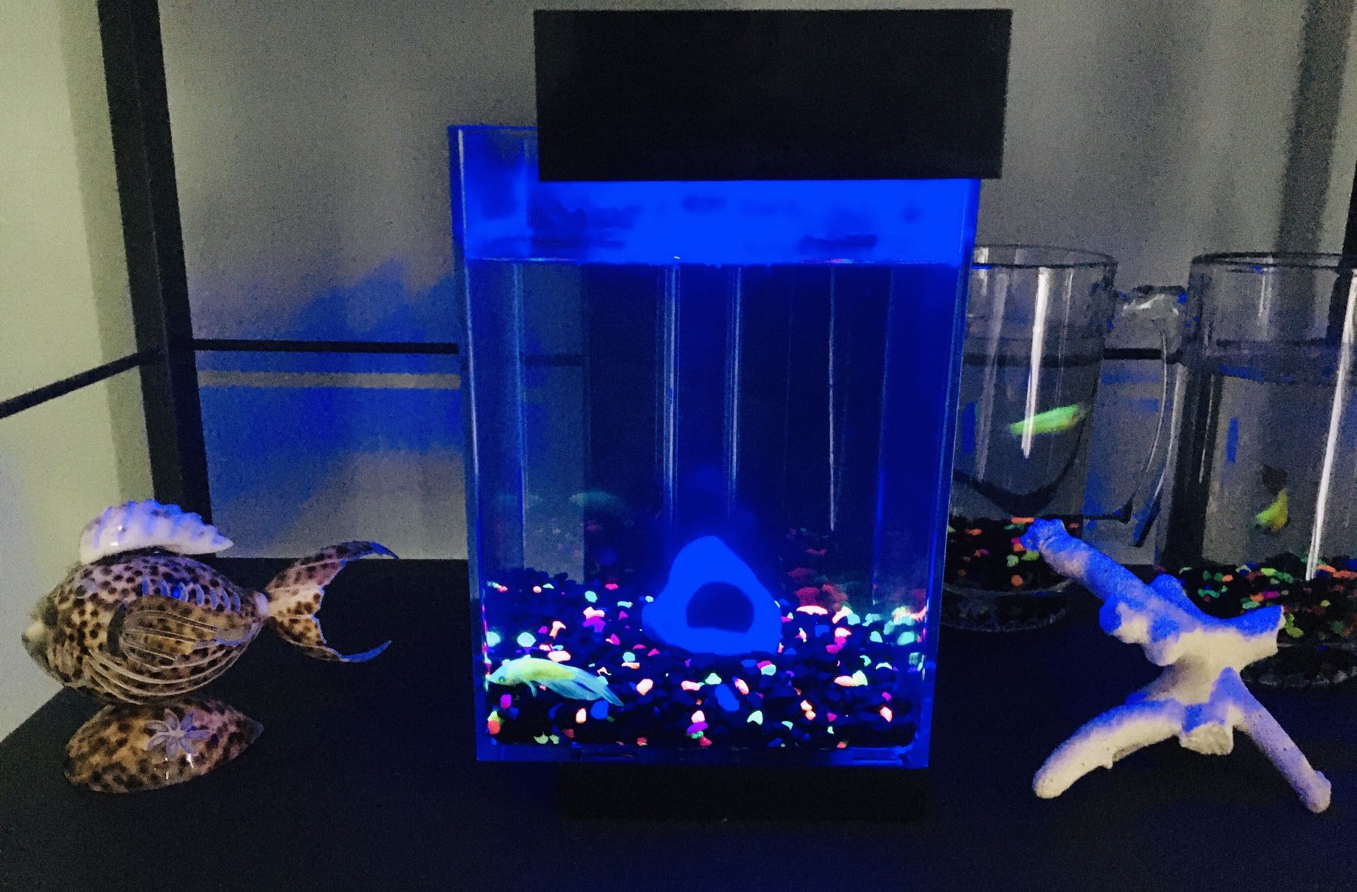 Glow In The Dark Fish Tank!