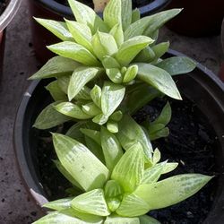 Cactus & Succulents 4”pot