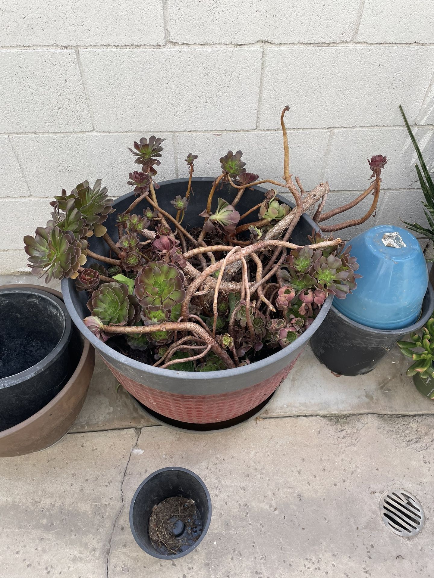 Plant Includes Pot Must See Details 